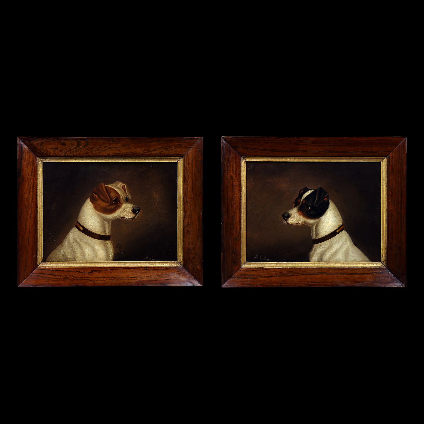 Portrait of a Jack Russell Terrier