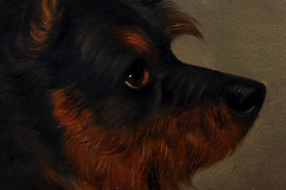 Portrait of a Black & Tan Terrier