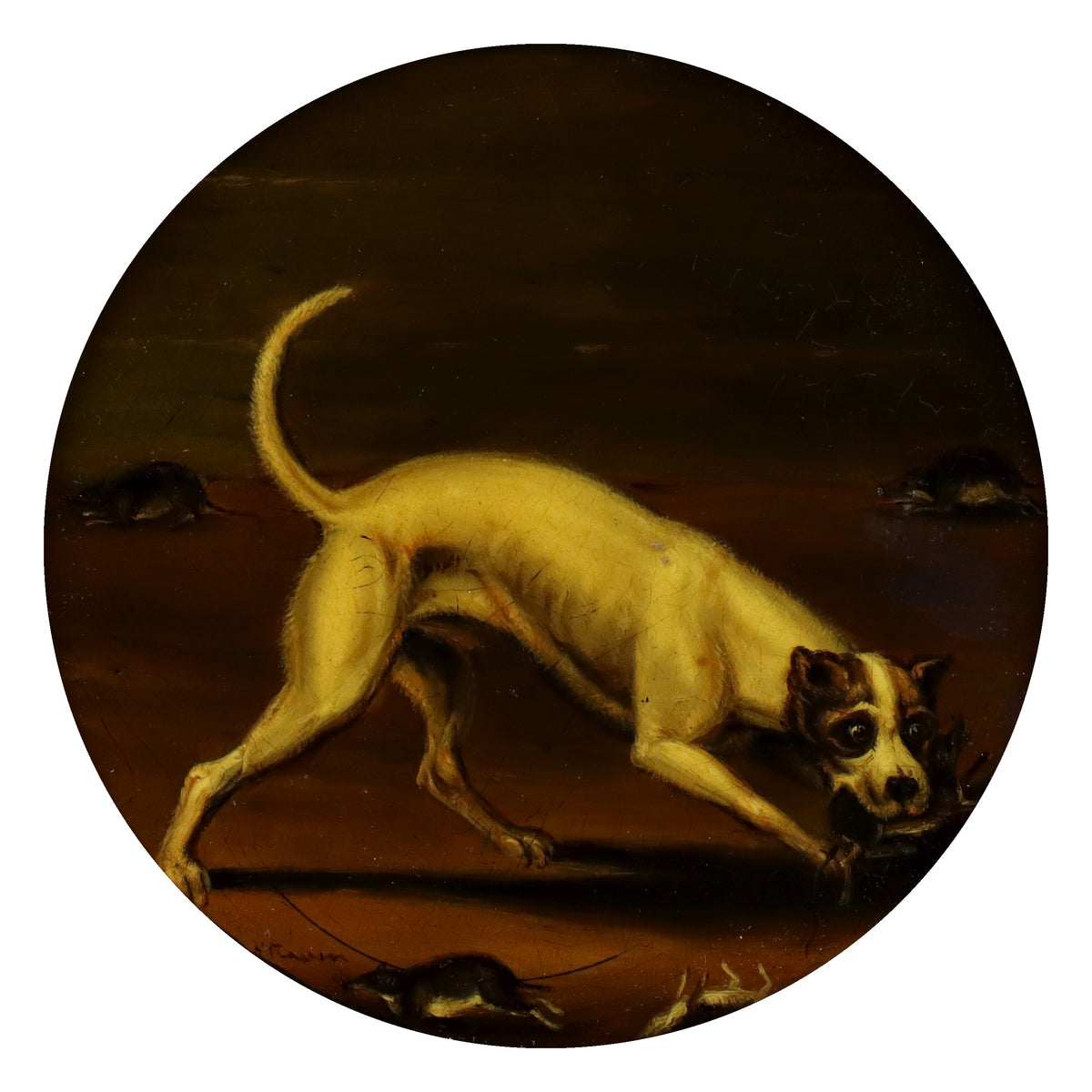 Portrait of a Terrier by Samuel Raven