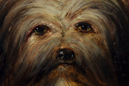 Portrait of a Long-Haired Terrier