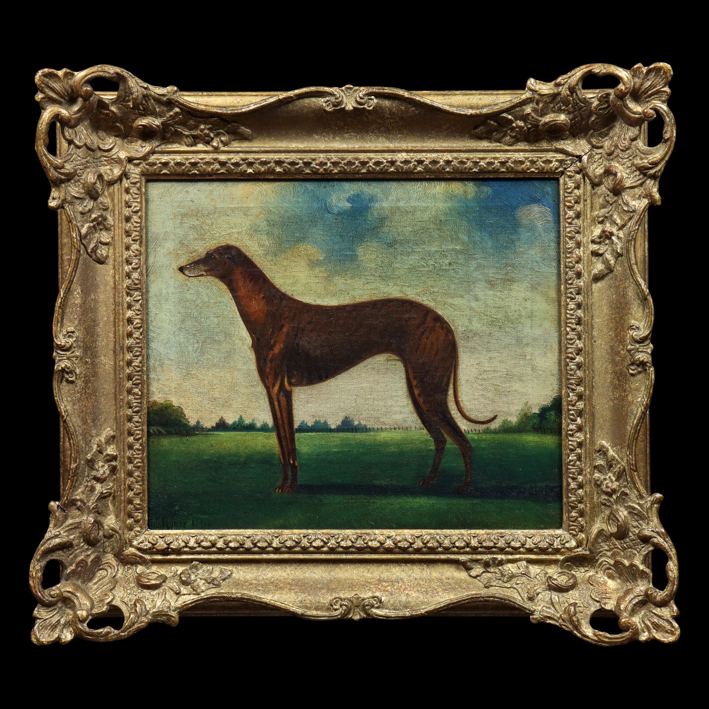 Portrait of a Greyhound
