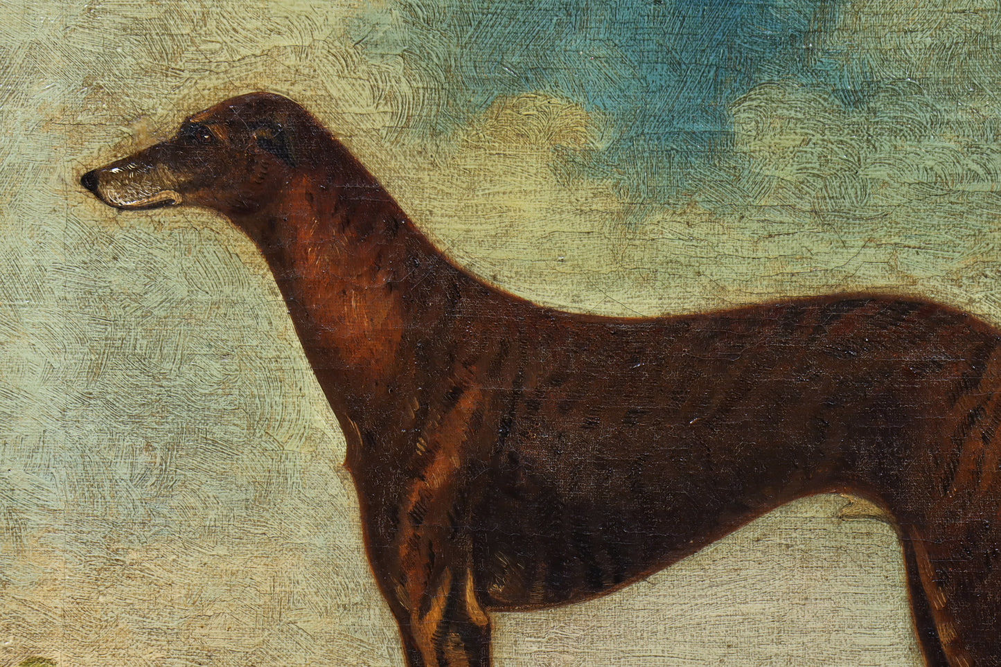 Portrait of a Greyhound