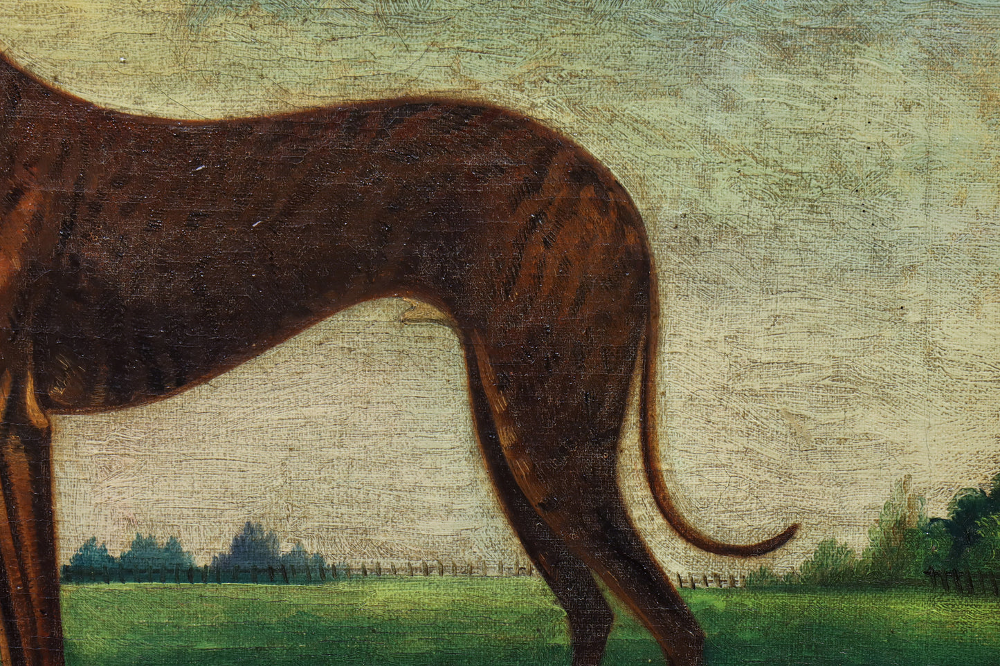 Portrait of a Greyhound
