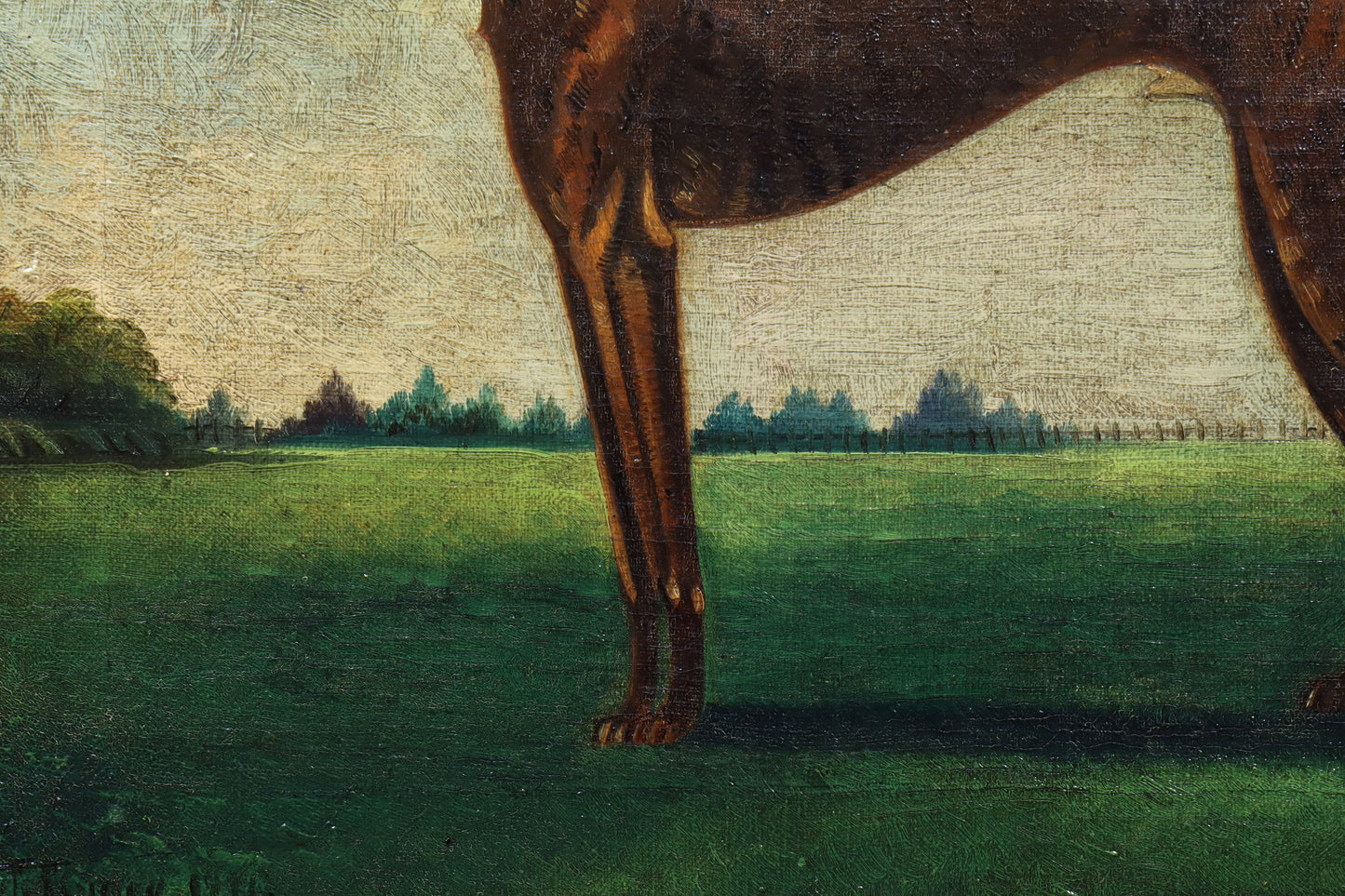 Portrait of a Greyhound