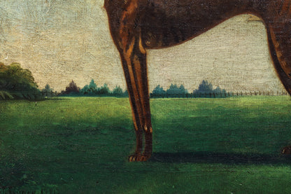 Portrait of a Greyhound