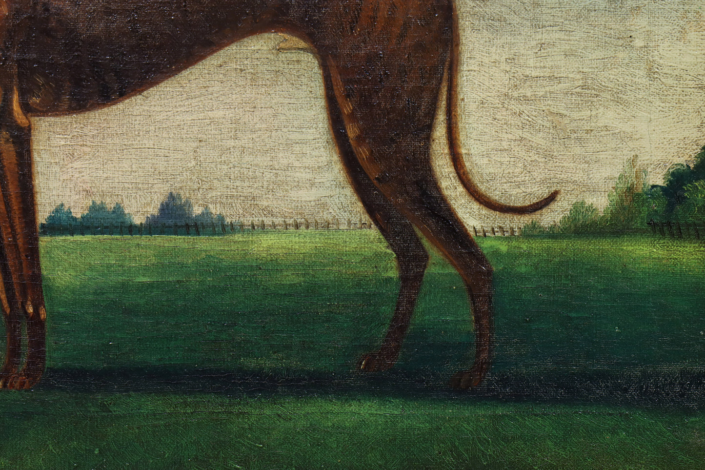 Portrait of a Greyhound