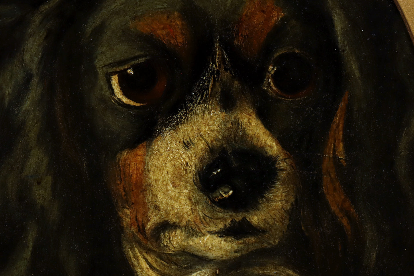 Portrait of a Spaniel