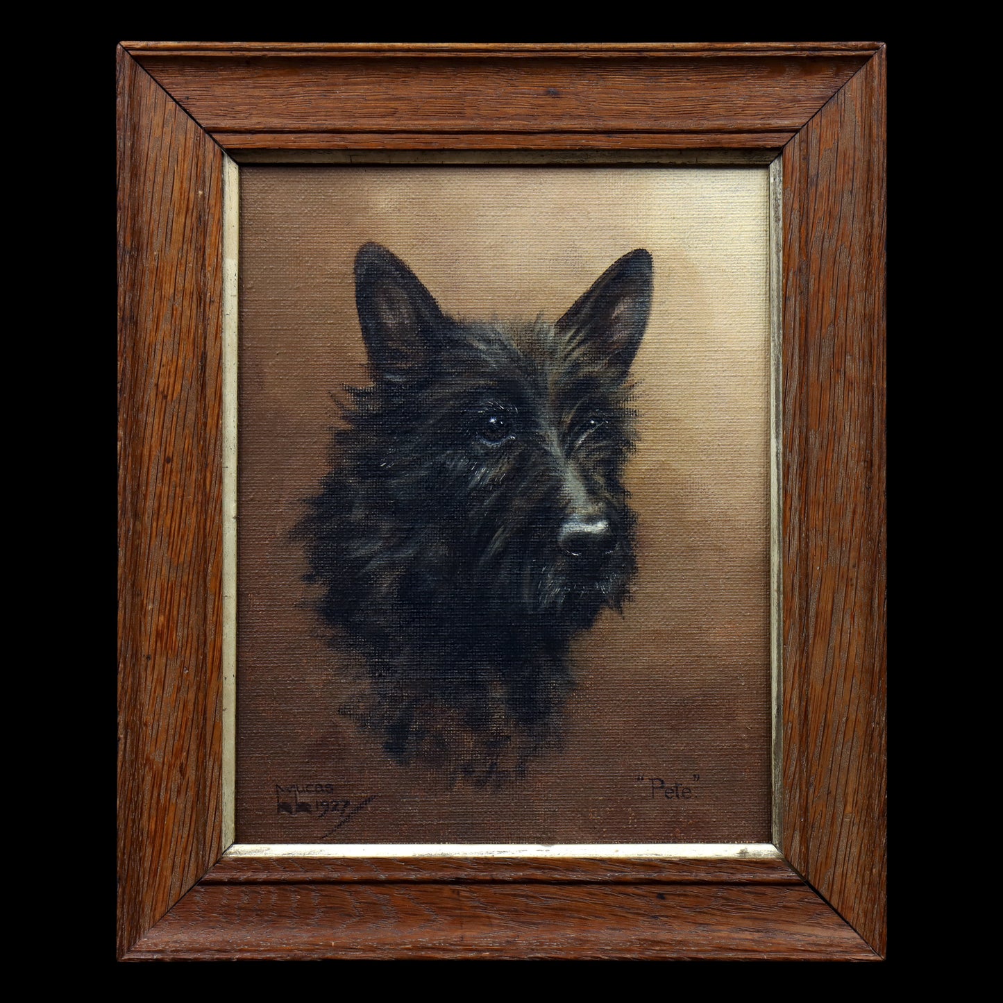 Portrait of a Scottish Terrier