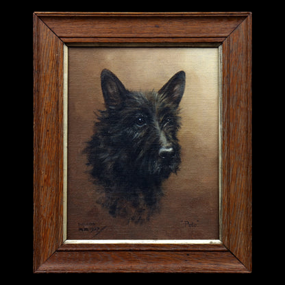 Portrait of a Scottish Terrier