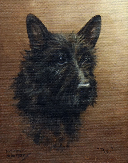 Portrait of a Scottish Terrier