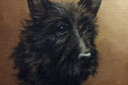 Portrait of a Scottish Terrier