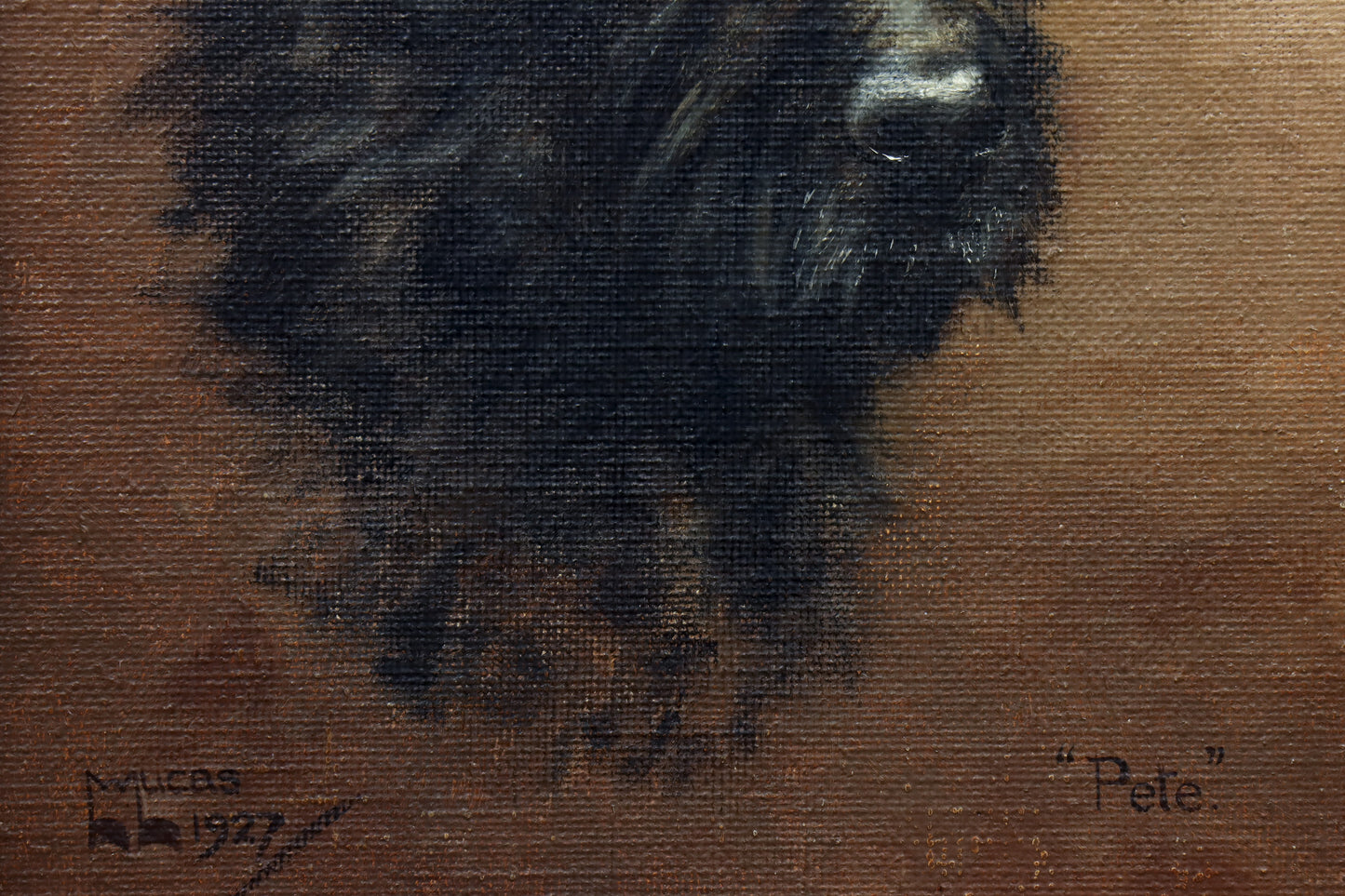 Portrait of a Scottish Terrier
