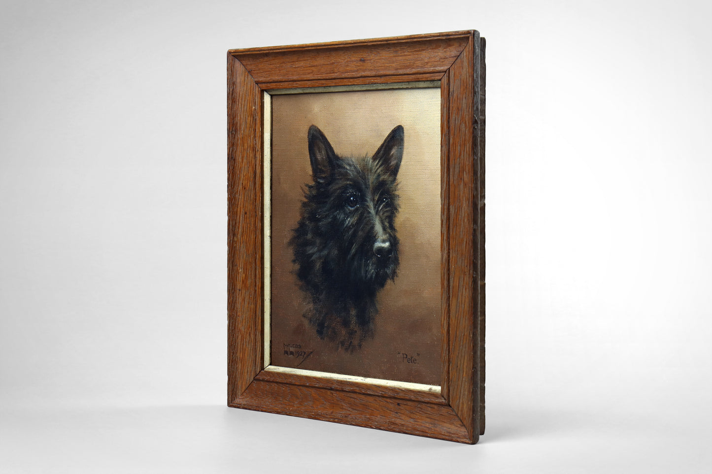 Portrait of a Scottish Terrier