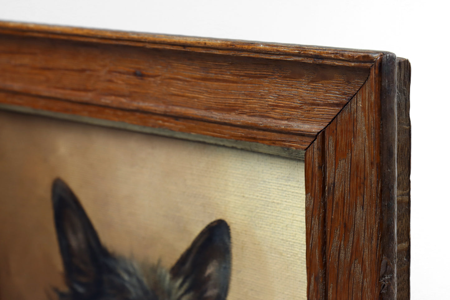 Portrait of a Scottish Terrier