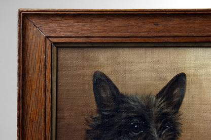 Portrait of a Scottish Terrier