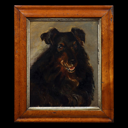 Portrait of a Border Collie