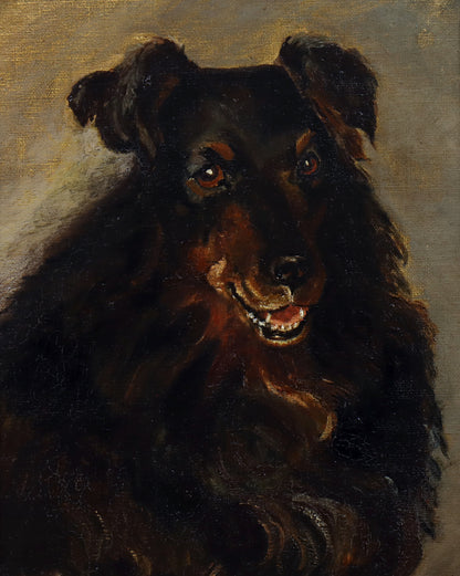 Portrait of a Border Collie