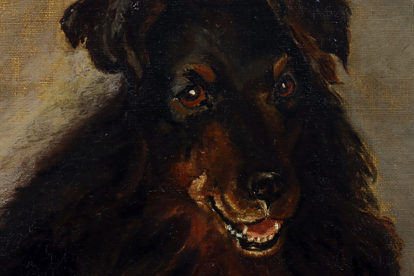 Portrait of a Border Collie