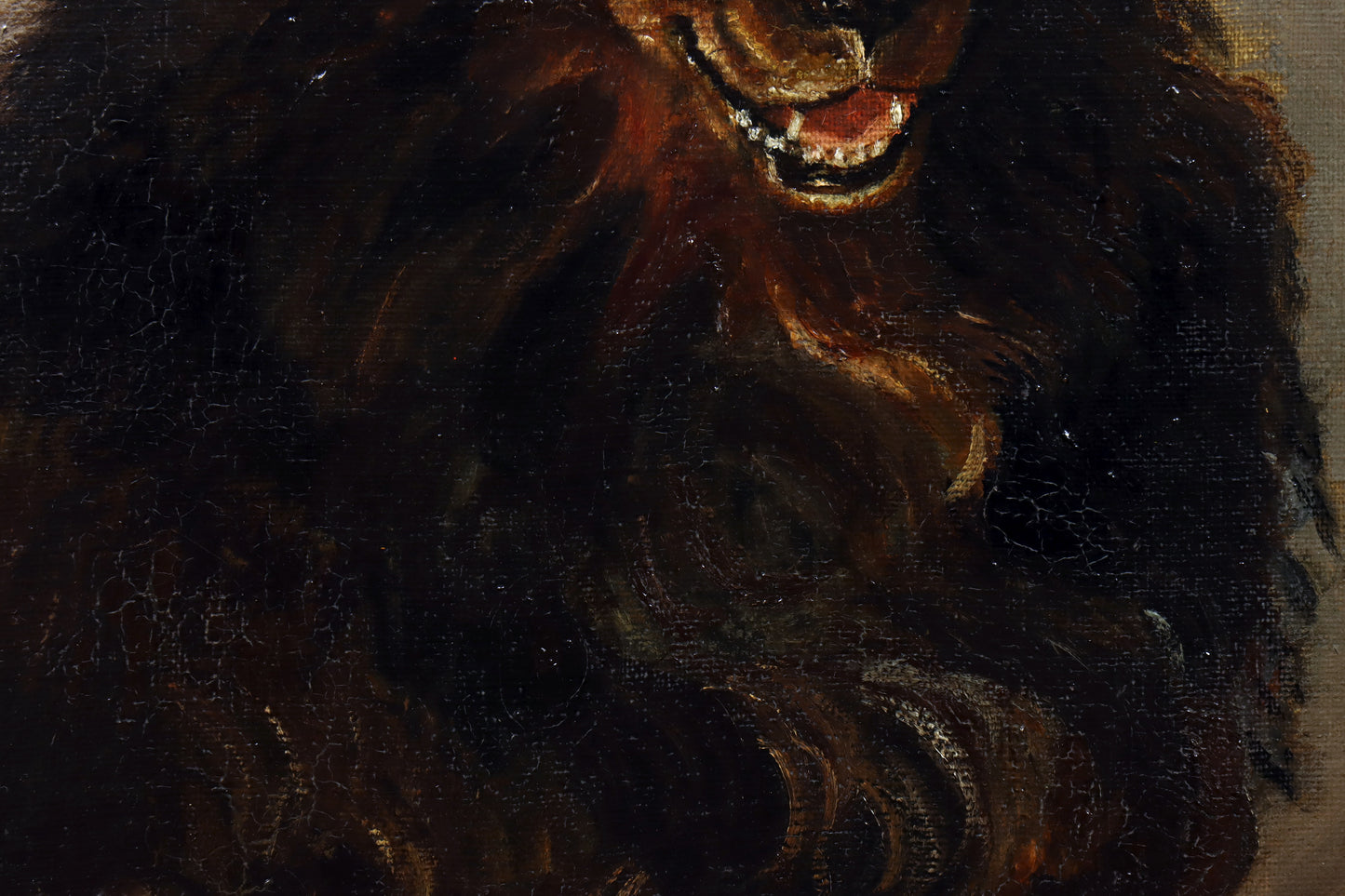 Portrait of a Border Collie