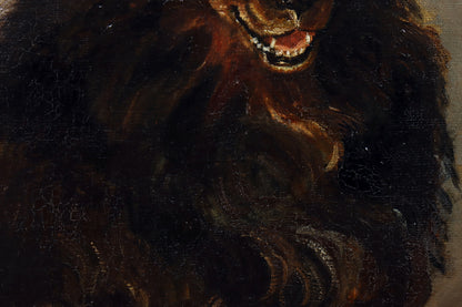 Portrait of a Border Collie