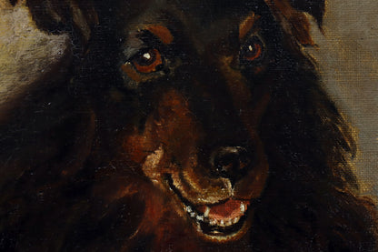 Portrait of a Border Collie