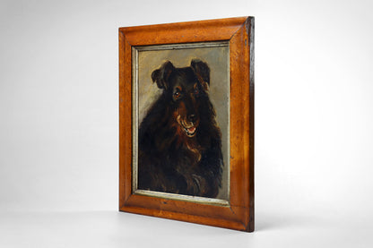 Portrait of a Border Collie