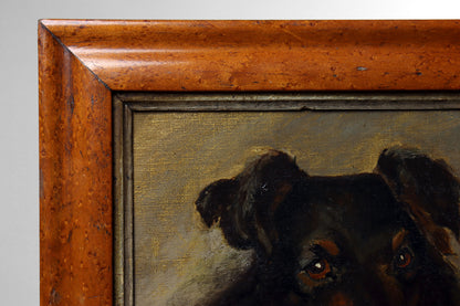 Portrait of a Border Collie