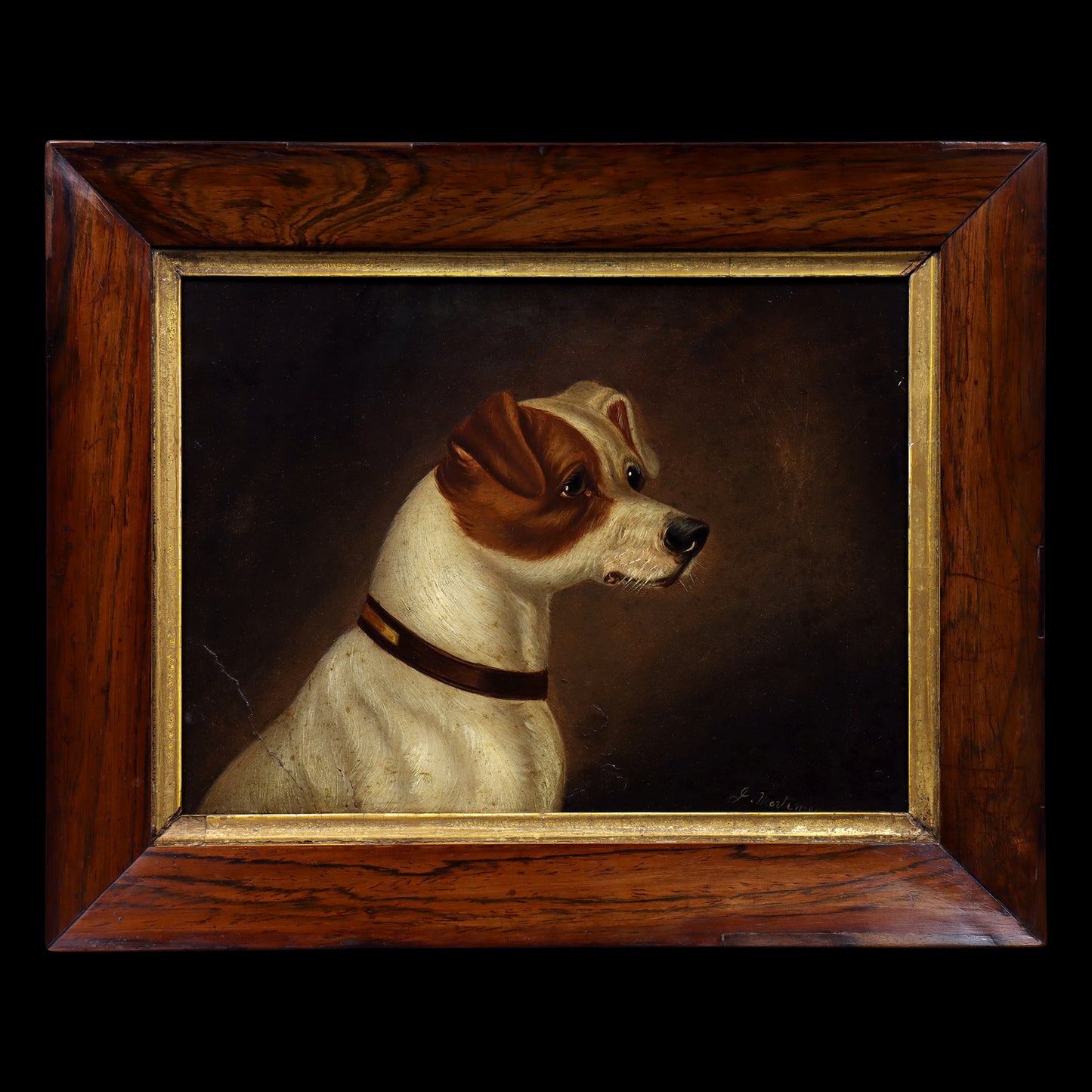 Portrait of a Jack Russell Terrier