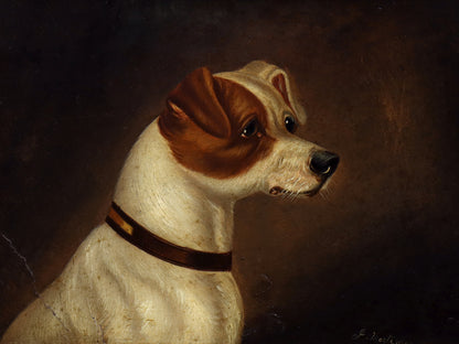 Portrait of a Jack Russell Terrier