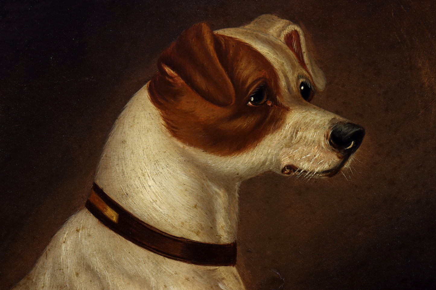 Portrait of a Jack Russell Terrier