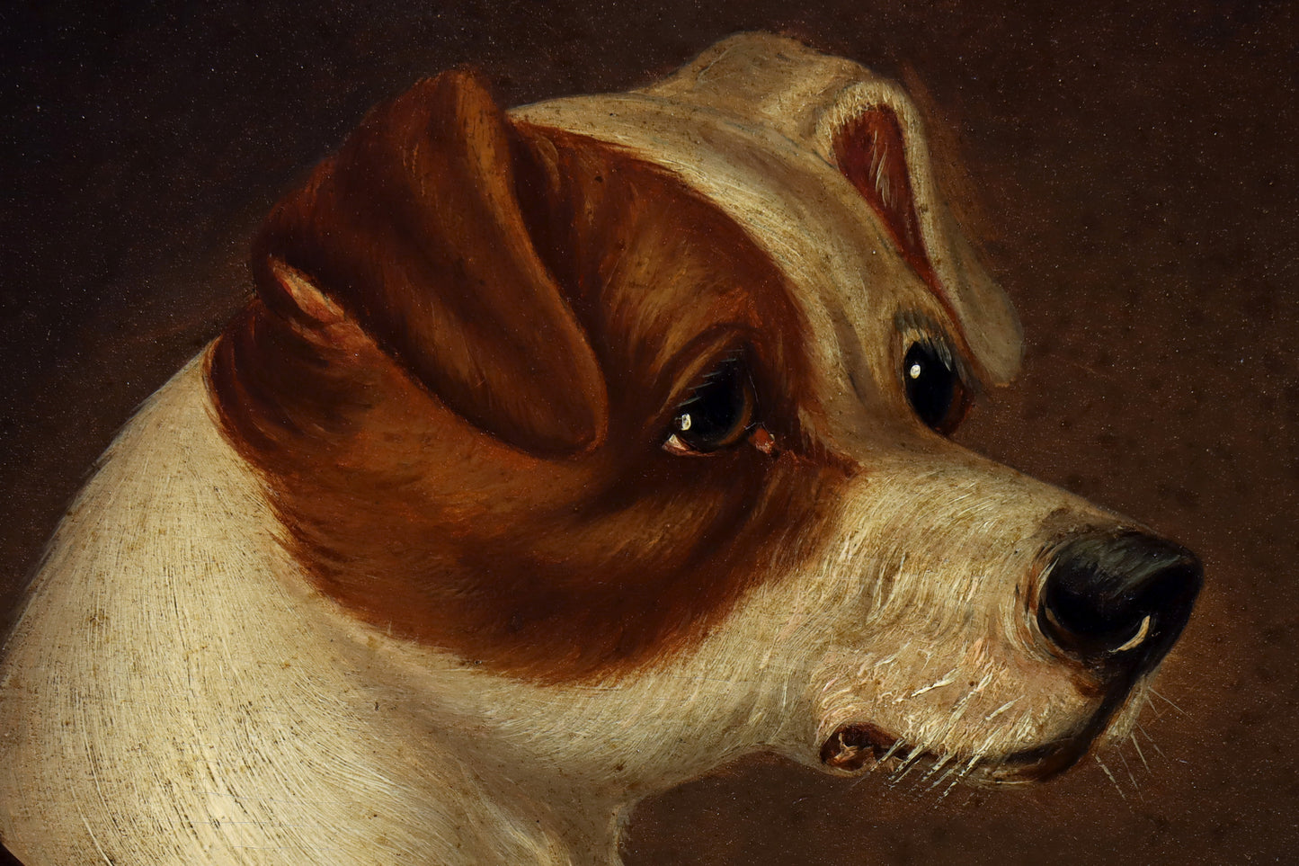 Portrait of a Jack Russell Terrier