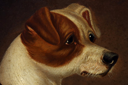 Portrait of a Jack Russell Terrier