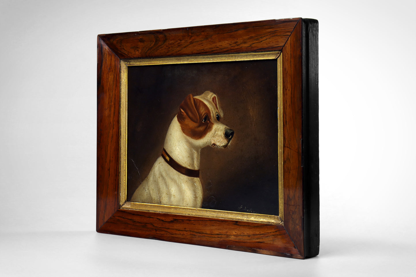 Portrait of a Jack Russell Terrier