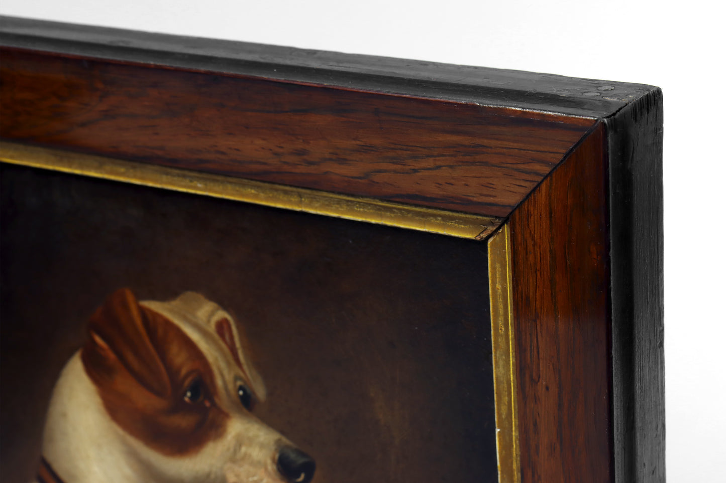 Portrait of a Jack Russell Terrier