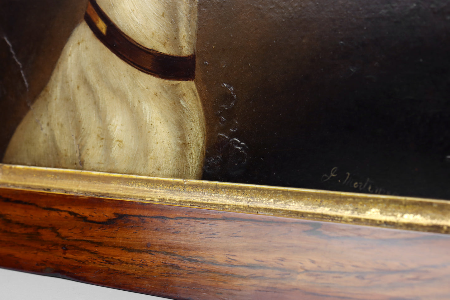 Portrait of a Jack Russell Terrier