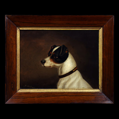 Portrait of a Jack Russell Terrier