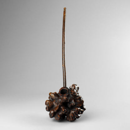 Burr Wood Pipe