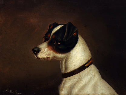 Portrait of a Jack Russell Terrier