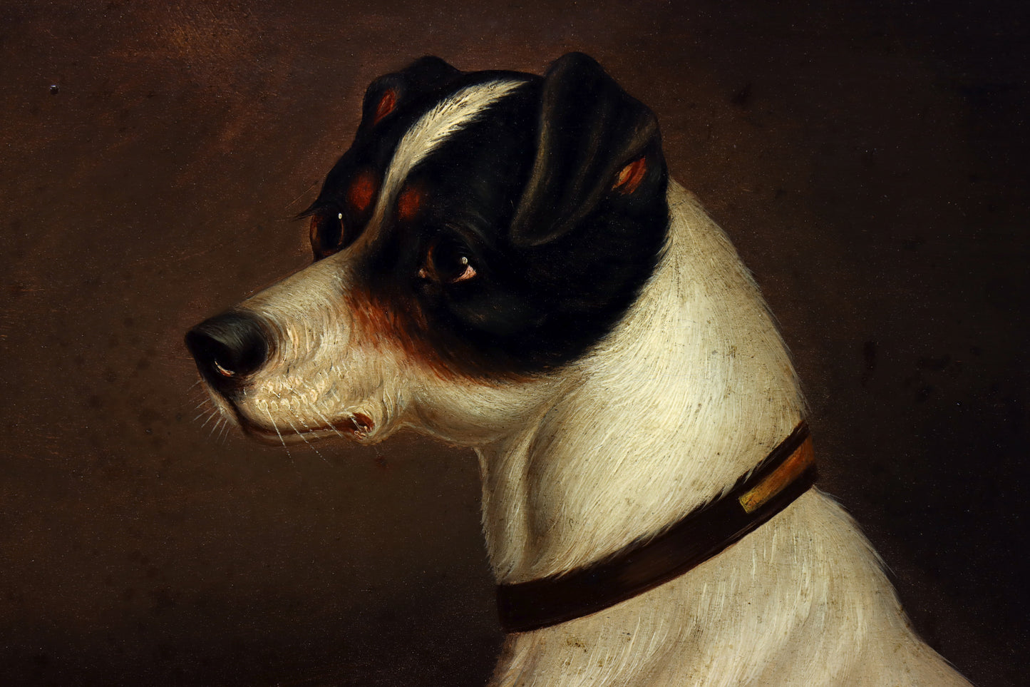 Portrait of a Jack Russell Terrier