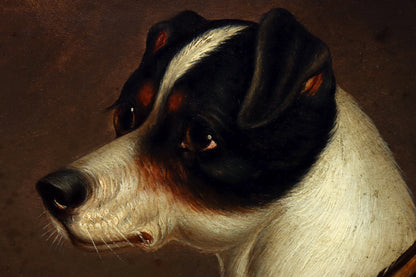 Portrait of a Jack Russell Terrier