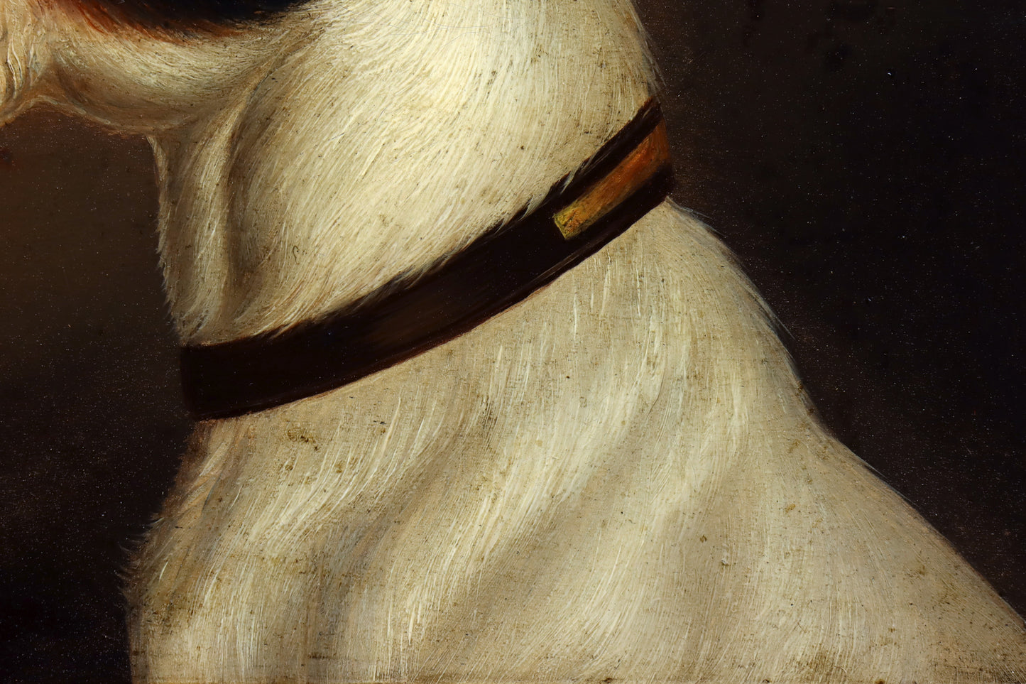 Portrait of a Jack Russell Terrier