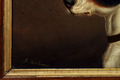 Portrait of a Jack Russell Terrier