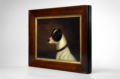 Portrait of a Jack Russell Terrier