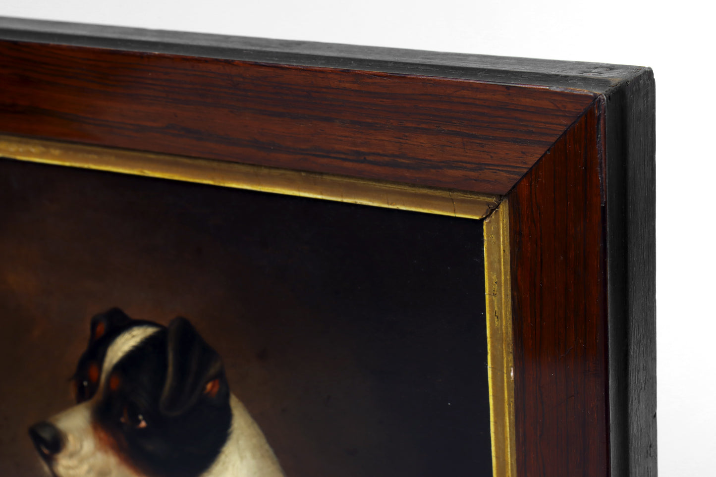 Portrait of a Jack Russell Terrier