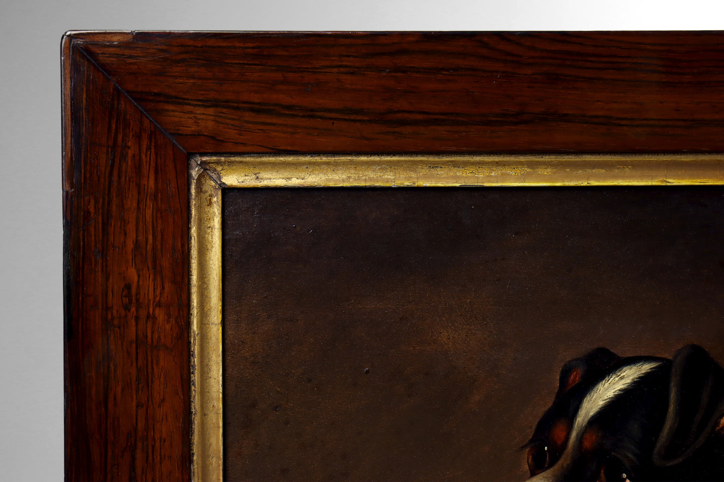 Portrait of a Jack Russell Terrier