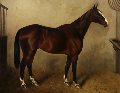 Portrait of a Show Jumper Horse