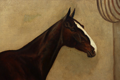 Portrait of a Show Jumper Horse