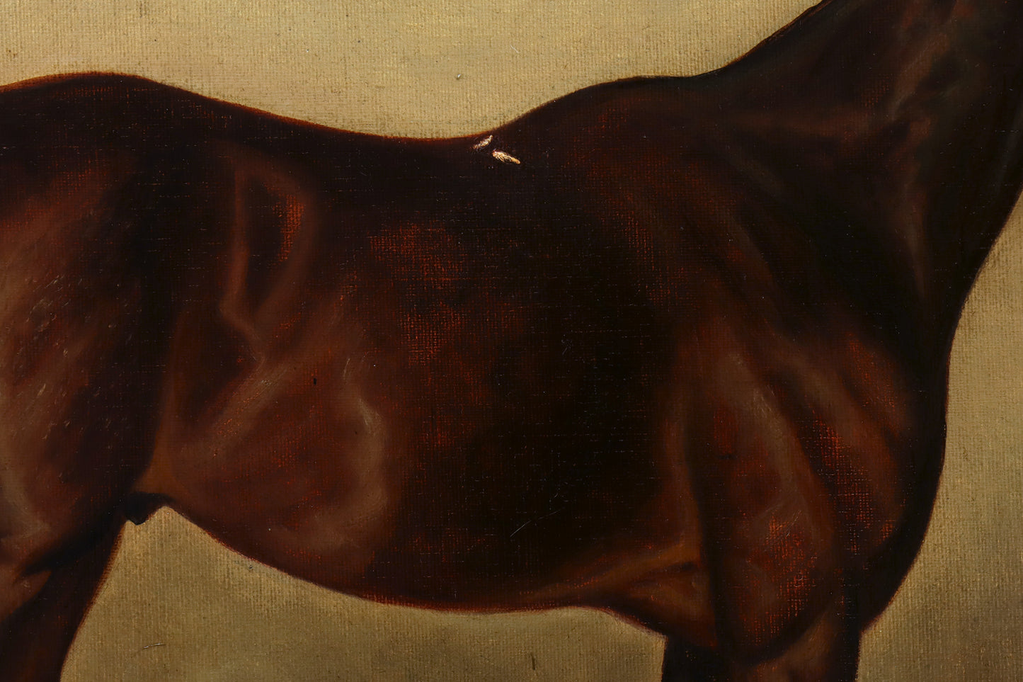 Portrait of a Show Jumper Horse