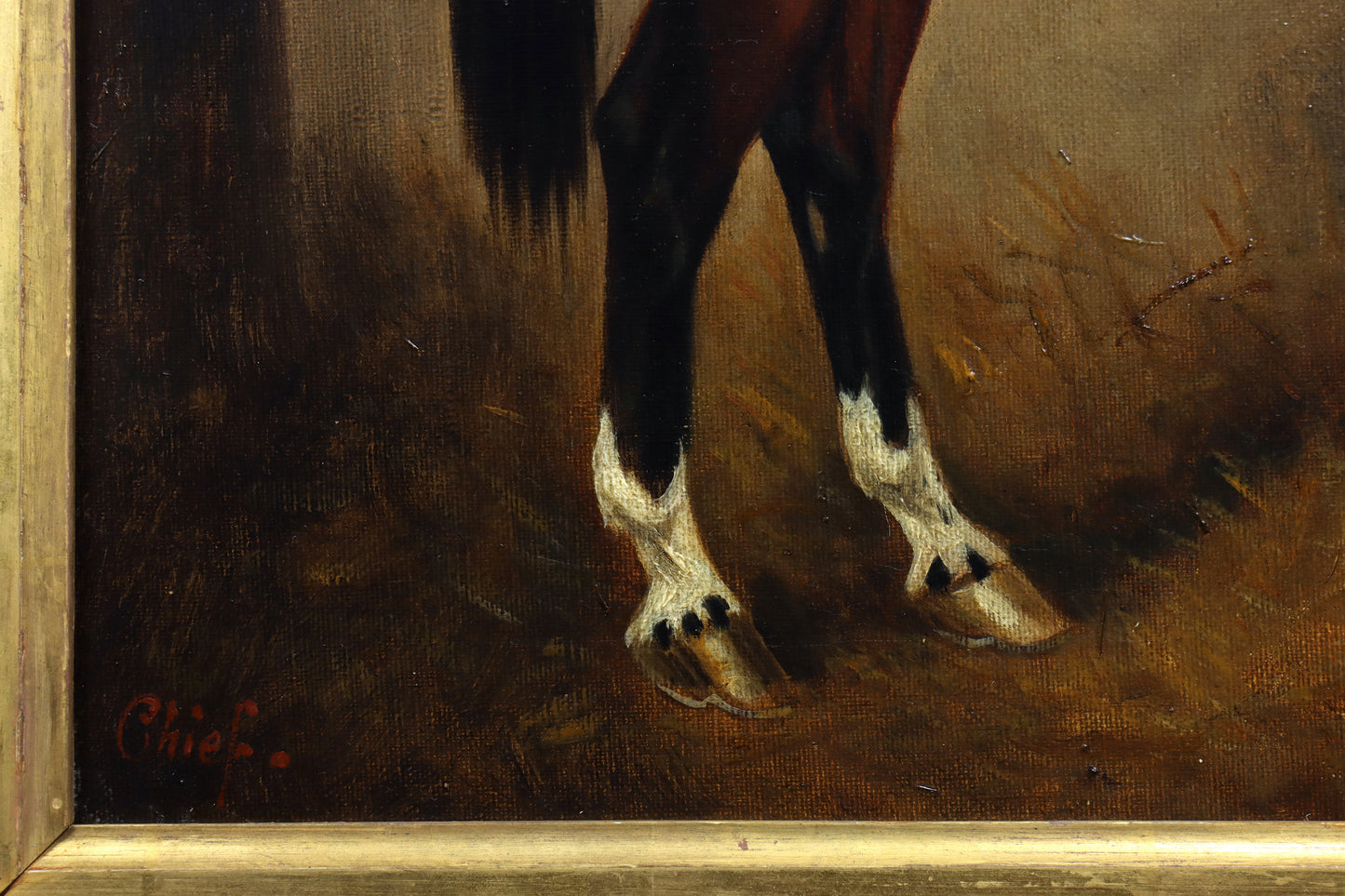 Portrait of a Show Jumper Horse